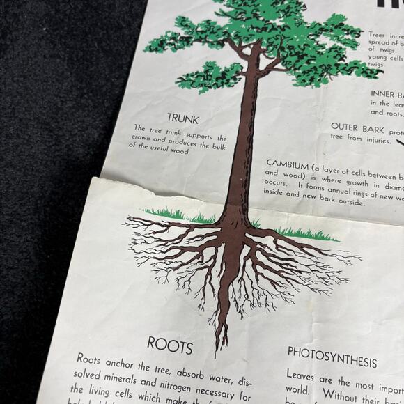 How A Tree Grows Poster Vintage 1955 US Forest Service - Mid Century Ephemera - Picture 8 of 8